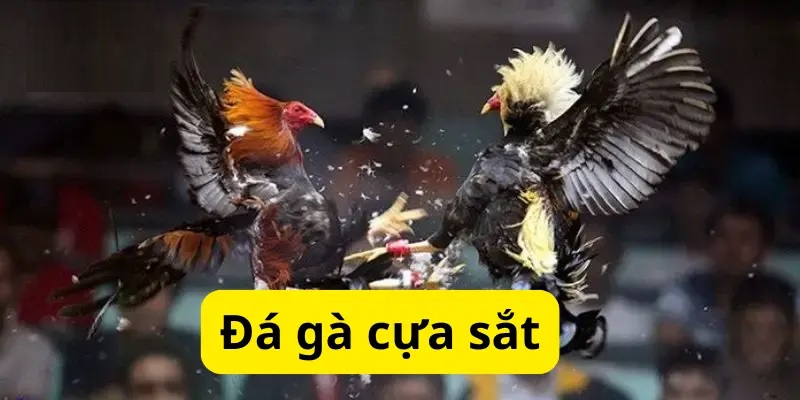 Quy định về cách phân định thắng thua trong đá gà cựa sắt